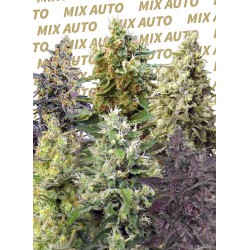 SWEET MIX AUTO · Sweet Seeds · sementes de maconha · AutoFem