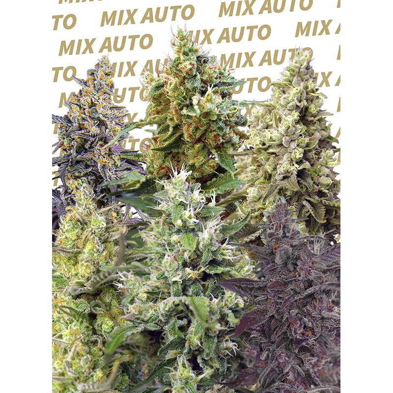 SWEET MIX AUTO · Sweet Seeds · sementes de maconha · AutoFem