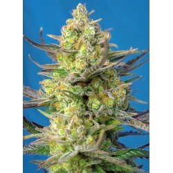 SWEET CHEESE XL AUTO · Sweet Seeds · graines de cannabis · AutoFem
