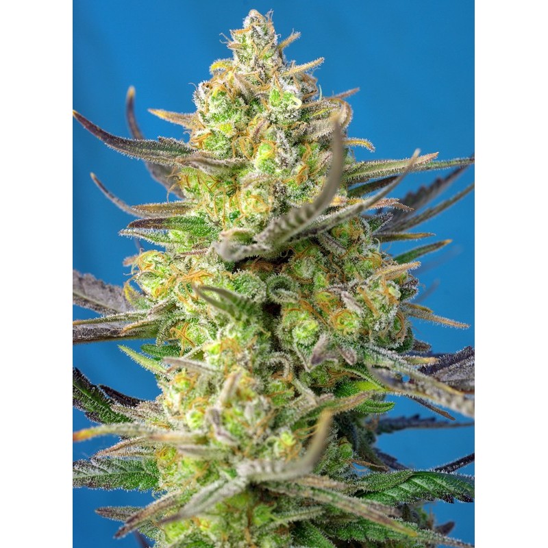 SWEET CHEESE XL AUTO · Sweet Seeds · graines de cannabis · AutoFem