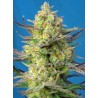 SWEET CHEESE XL AUTO · Sweet Seeds · graines de cannabis · AutoFem