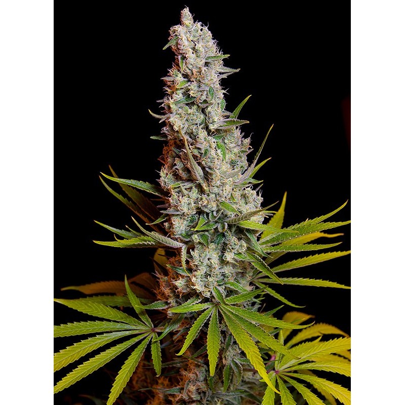 SWEET CHEESE · Sweet Seeds · cannabis samen · Fem