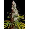 SWEET CHEESE · Sweet Seeds · cannabis samen · Fem