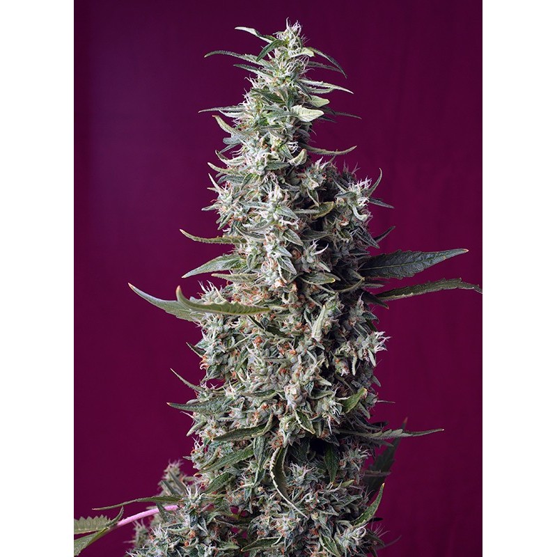 SWEET CHERRY PIE · Sweet Seeds · sementes de maconha · Fem