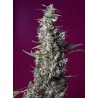 SWEET CHERRY PIE · Sweet Seeds · cannabis samen · Fem