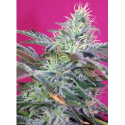 SWEET CHEESE AUTO · Sweet Seeds · graines de cannabis · AutoFem