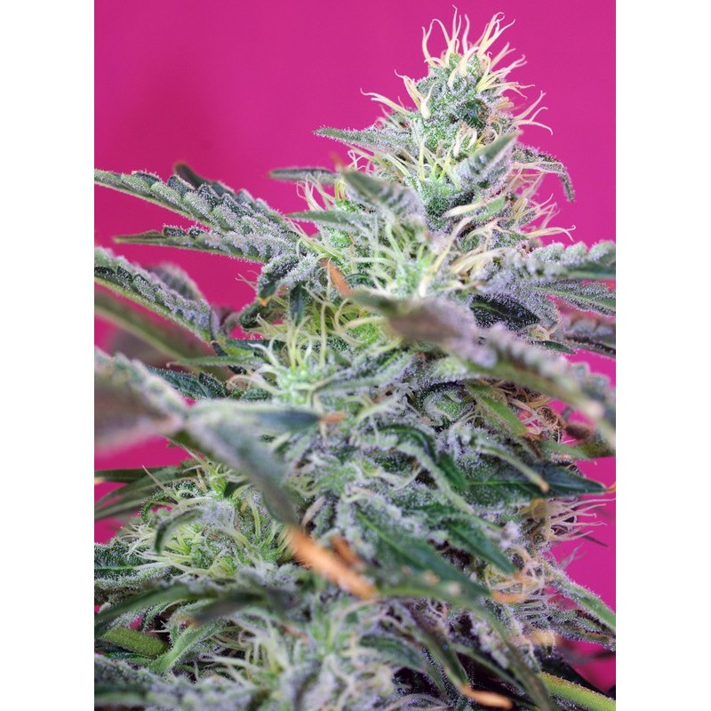 SWEET CHEESE AUTO · Sweet Seeds · graines de cannabis · AutoFem