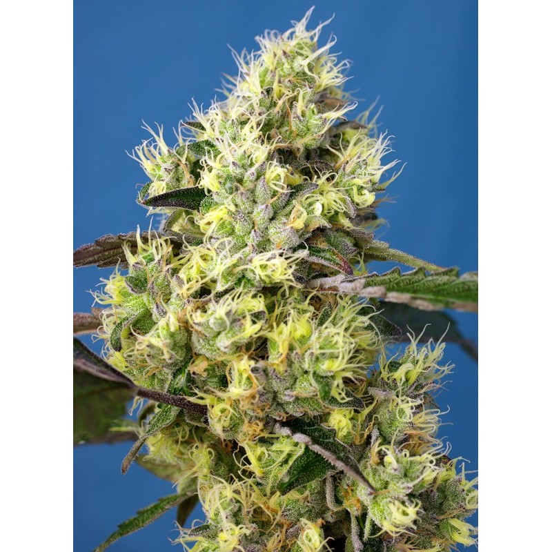 SWEET GELATO AUTO · Sweet Seeds · sementes de maconha · AutoFem