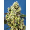 SWEET GELATO AUTO · Sweet Seeds · cannabis samen · AutoFem