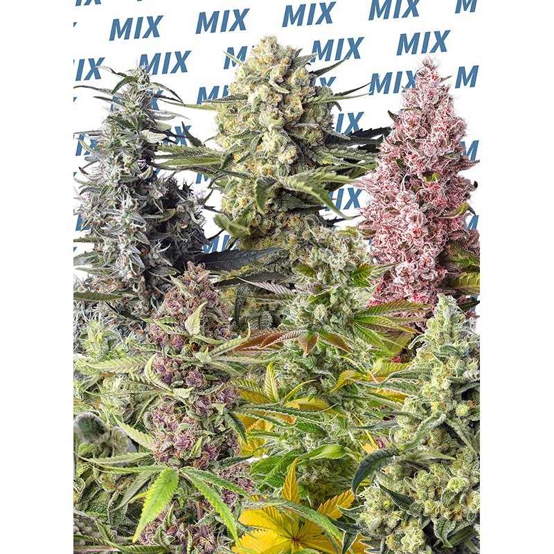 SWEET MIX FOTODEPENDIENTE · Sweet Seeds · graines de cannabis · Fem