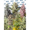 SWEET MIX FOTODEPENDIENTE · Sweet Seeds · sementes de maconha · Fem