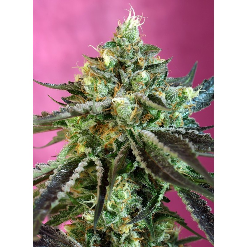 SWEET NURSE AUTO CBD · Sweet Seeds · graines de cannabis · AutoFem