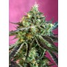 SWEET NURSE AUTO CBD · Sweet Seeds · sementes de maconha · AutoFem