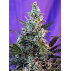 SWEET SKUNK F1 FAST VERSION · Sweet Seeds · cannabis seeds · Fem