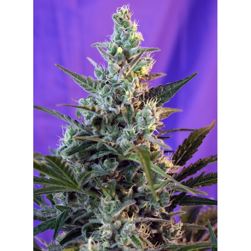 SWEET SKUNK F1 FAST VERSION · Sweet Seeds · sementes de maconha · Fem