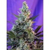SWEET SKUNK F1 FAST VERSION · Sweet Seeds · sementes de maconha · Fem