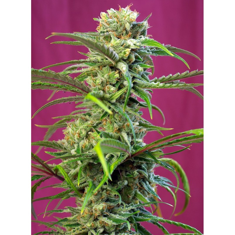 SWEET TAI · Sweet Seeds · cannabis seeds · Fem