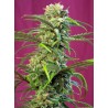 SWEET TAI · Sweet Seeds · graines de cannabis · Fem