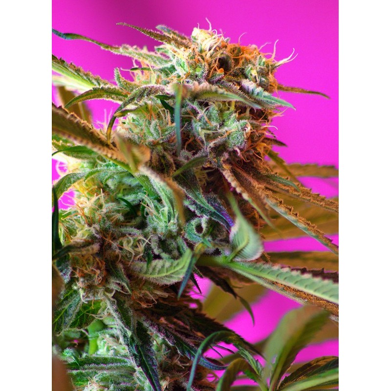 WILD ROSE · Sweet Seeds · sementes de maconha · Fem