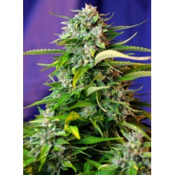 JACK 47 AUTO · Sweet Seeds · graines de cannabis · AutoFem
