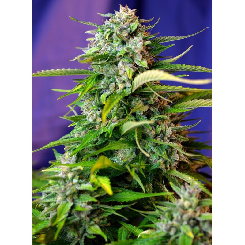 JACK 47 AUTO · Sweet Seeds · kenevir tohum · AutoFem