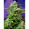 JACK 47 AUTO · Sweet Seeds · graines de cannabis · AutoFem