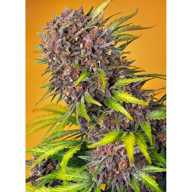 DIABLO ROJO XL AUTO · Sweet Seeds · kenevir tohum · AutoFem