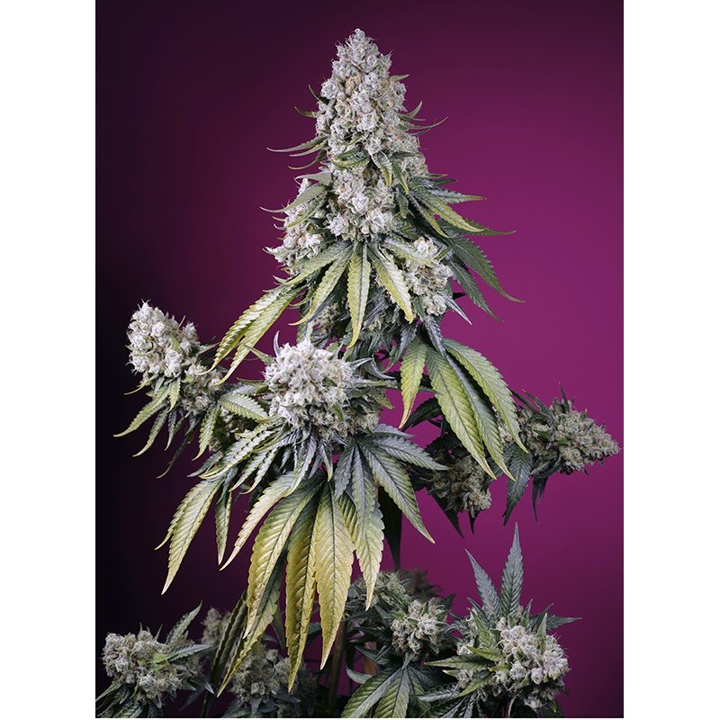 JEALOUSY Z XL AUTO · Sweet Seeds · cannabis samen · AutoFem