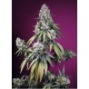 JEALOUSY Z XL AUTO · Sweet Seeds · graines de cannabis · AutoFem