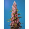 RED HOT COOKIES · Sweet Seeds · graines de cannabis · Fem