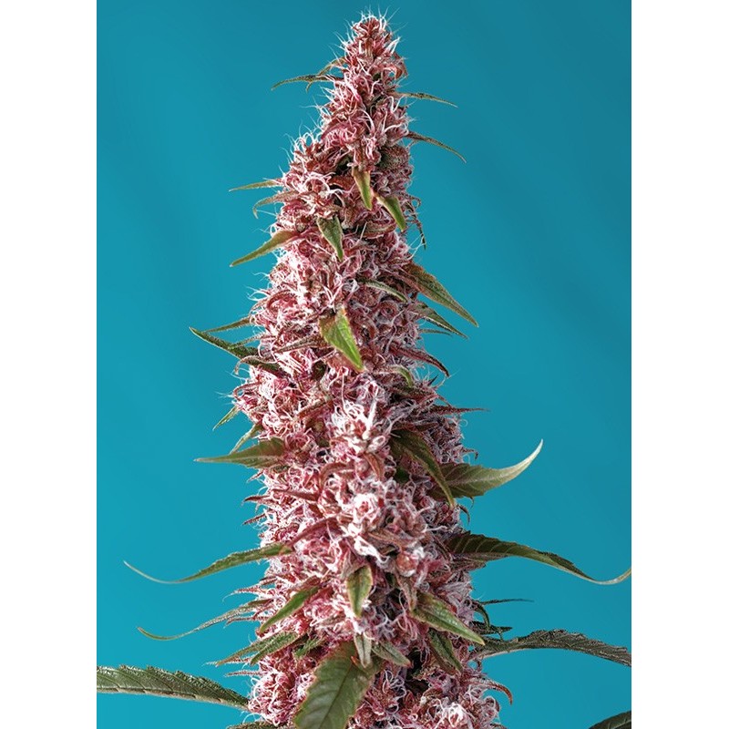 RED PURE AUTO CBD · Sweet Seeds · graines de cannabis · AutoFem