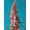 RED PURE AUTO CBD · Sweet Seeds · cannabis samen · AutoFem