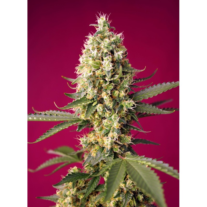 SKYWALKER OG RUNTZ XL AUTO · Sweet Seeds · graines de cannabis · AutoFem
