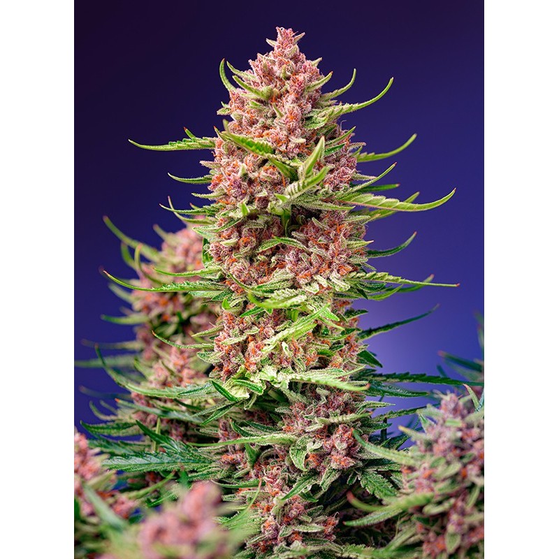 STRAWBERRY COLA SHERBET F1 FAST VERSION · Sweet Seeds · sementes de maconha · Fem
