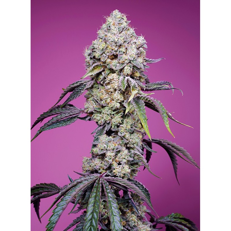 SWEET MANDARINE ZKITTLEZ F1 FAST VERSION · Sweet Seeds · cannabis samen · Fem