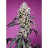 SWEET MANDARINE ZKITTLEZ F1 FAST VERSION · Sweet Seeds · sementes de maconha · Fem
