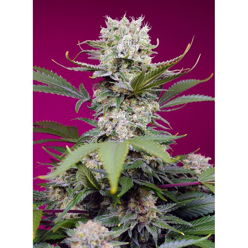 SWEET MANDARINE ZKITTLEZ XL AUTO · Sweet Seeds · sementes de maconha · AutoFem