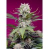 SWEET MANDARINE ZKITTLEZ XL AUTO · Sweet Seeds · kenevir tohum · AutoFem