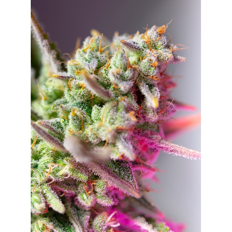 SWEET MIMOSA XL AUTO · Sweet Seeds · kenevir tohum · AutoFem