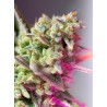 SWEET MIMOSA XL AUTO · Sweet Seeds · kenevir tohum · AutoFem