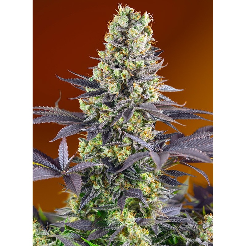 SWEET ZENZATION · Sweet Seeds · sementes de maconha · Fem