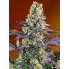 SWEET ZENZATION · Sweet Seeds · sementes de maconha · Fem