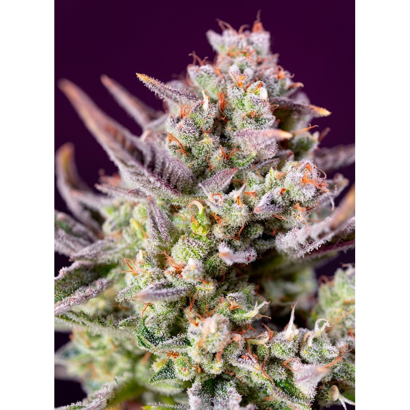 SWEET ZENZATION XL AUTO · Sweet Seeds · graines de cannabis · AutoFem