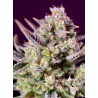 SWEET ZENZATION XL AUTO · Sweet Seeds · sementes de maconha · AutoFem