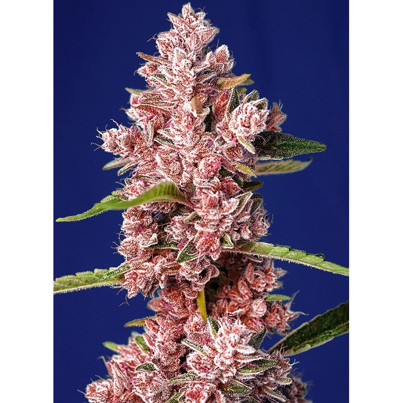 TROPICANNA POISON F1 FAST VERSION · Sweet Seeds · sementes de maconha · Fem