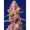 TROPICANNA POISON F1 FAST VERSION · Sweet Seeds · sementes de maconha · Fem