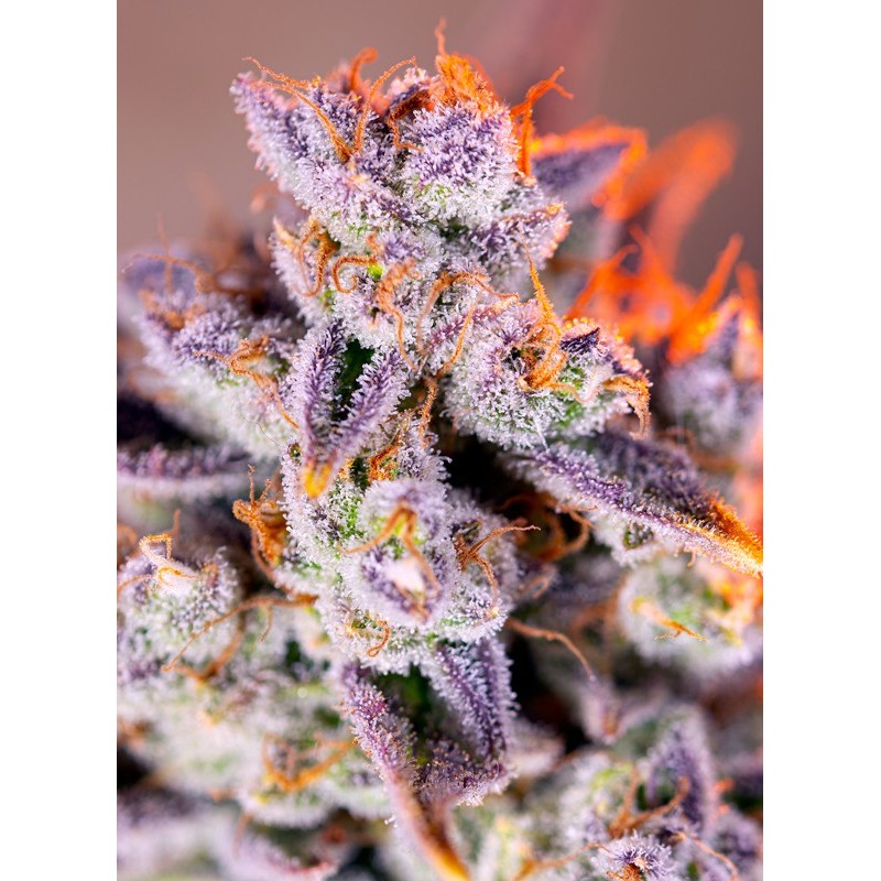 TROPICANNA POISON XL AUTO · Sweet Seeds · kenevir tohum · AutoFem