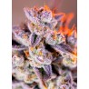TROPICANNA POISON XL AUTO · Sweet Seeds · sementes de maconha · AutoFem