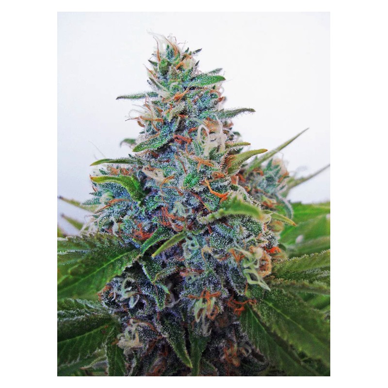 AUTO BLUE AMNESIA · Ministry of Cannabis · graines de cannabis · Auto Fem