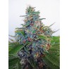 AUTO BLUE AMNESIA · Ministry of Cannabis · graines de cannabis · Auto Fem